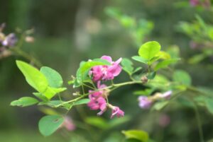 秋の七草の起源と意味合い