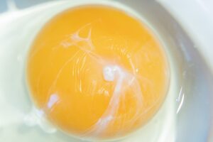 卵を割った際に見られる白い膜とは
