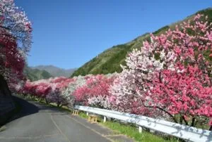 春休みは小学生の学校転校に最適？