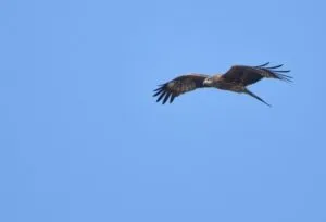 「飛ぶ」の様々な意味と用法