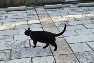 SHEINでの荷物追跡:佐川急便に加えてヤマト運輸も