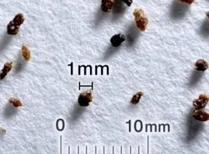 チャバネゴキブリの糞