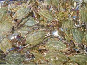 ワタリガニ（渡り蟹）