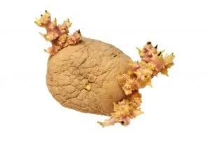 じゃがいもの保存期間はどれくらい？