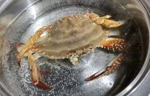 カニを水に浸す