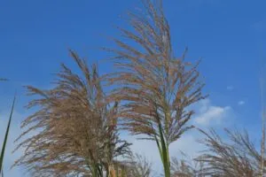 夏の七草の歴史とその種類について