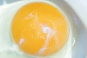 卵を割った際に見られる白い膜とは