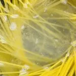 パスタをゆでる